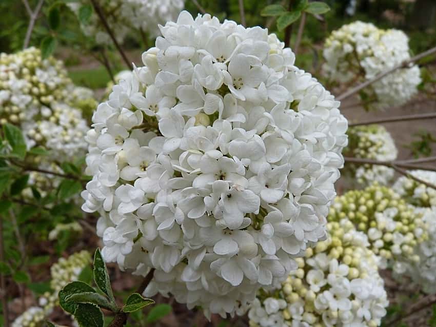 Eskimo viburnum in a source-identified photograph.