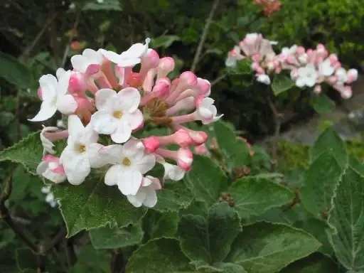 Koreanspice viburnum showing white flowers opening from pink buds. The Fit 2B Tied cultivar is not identified in this photograph.