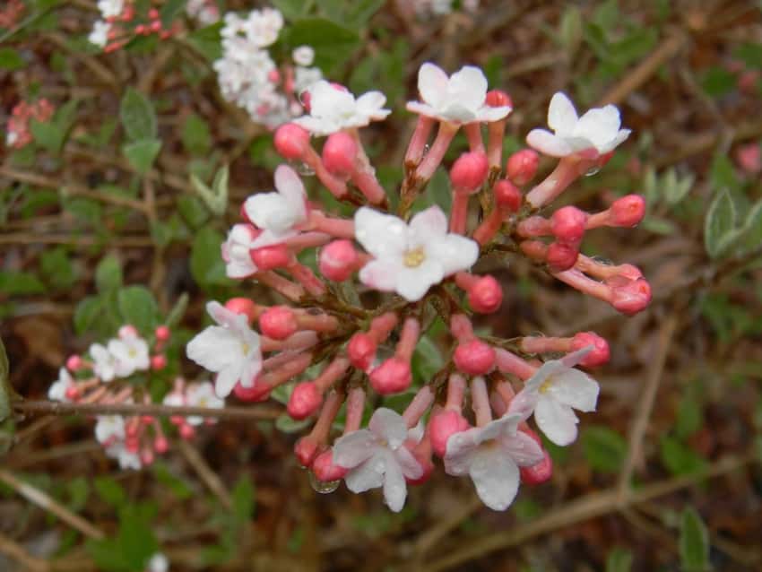Judd viburnum in a source-identified photograph.