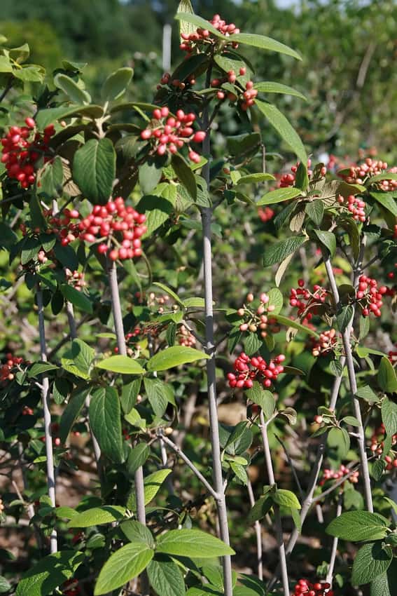 Willowwood lantanaphyllum viburnum in a source-identified photograph.