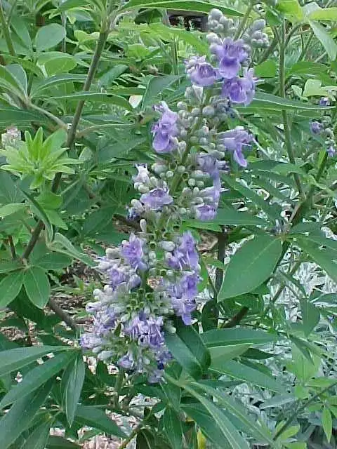 Shoal Creek chaste tree, creek flower detail.