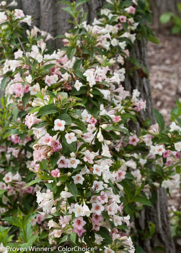 Sonic Bloom® Pearl weigela shown in the breeder’s cultivar photograph.
