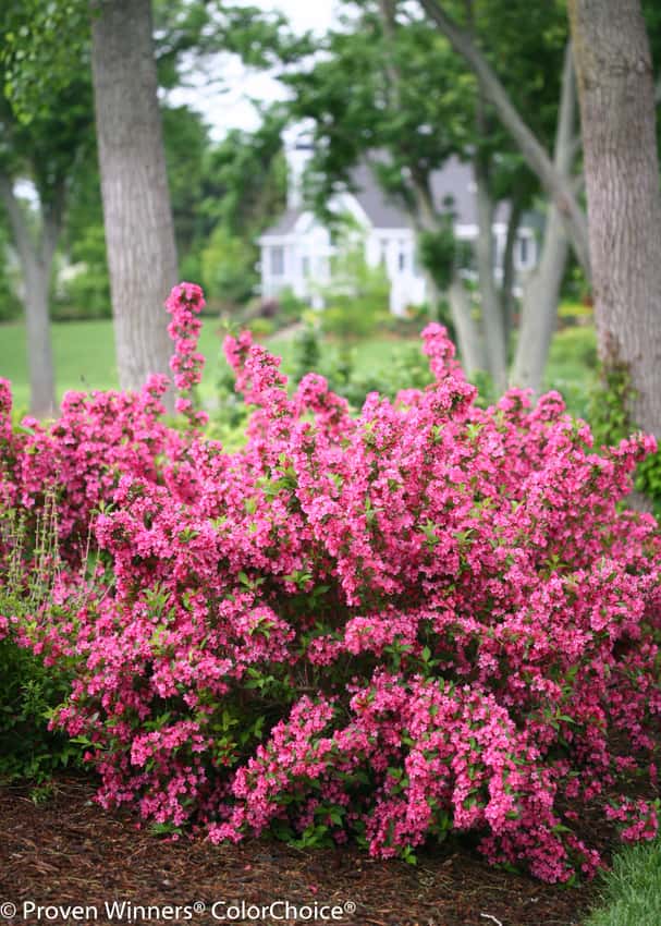 Sonic Bloom® Pink weigela shown in the breeder’s cultivar photograph.