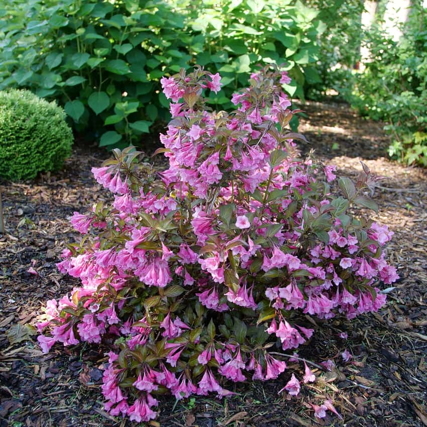 Sonic Bloom® Wine weigela shown in the breeder’s cultivar photograph.
