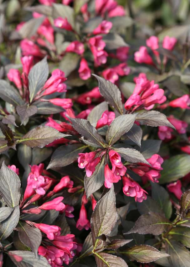 Spilled Wine® weigela shown in the breeder’s cultivar photograph.