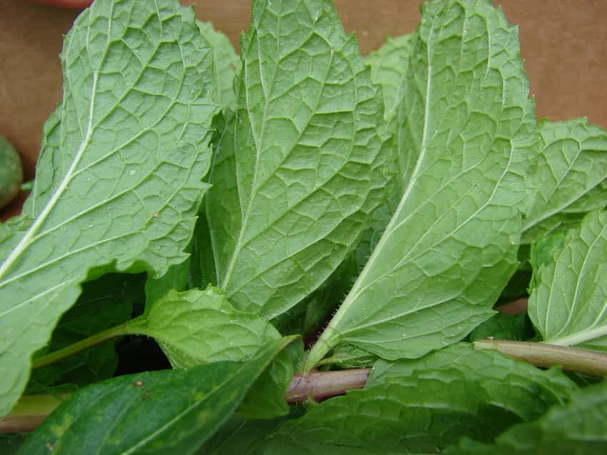 Spearmint leaf undersides showing prominent veins and toothed edges.