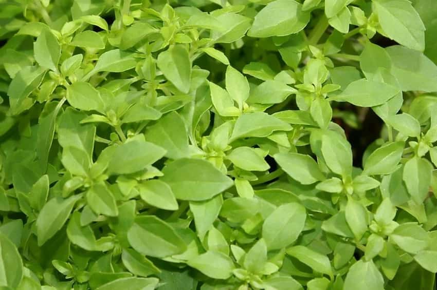 Small bright green leaves of Spicy Globe basil.