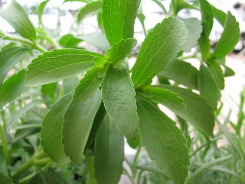 Stevia leaves attached to stems, showing toothed edges and fine veins.