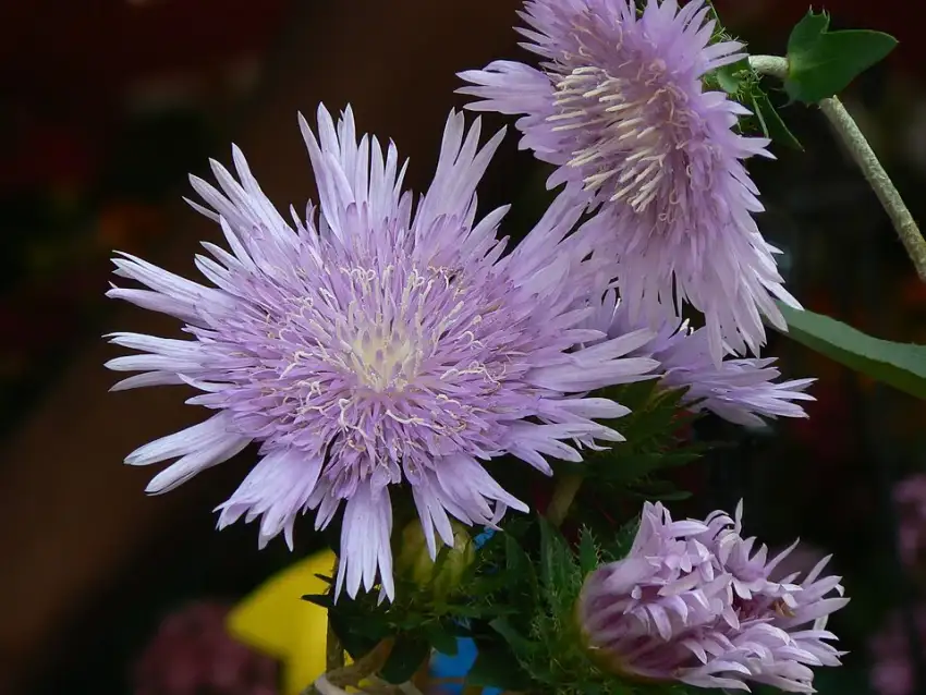 Stokes’ aster showing fresh open flowers. This photograph does not identify the Color Wheel cultivar.