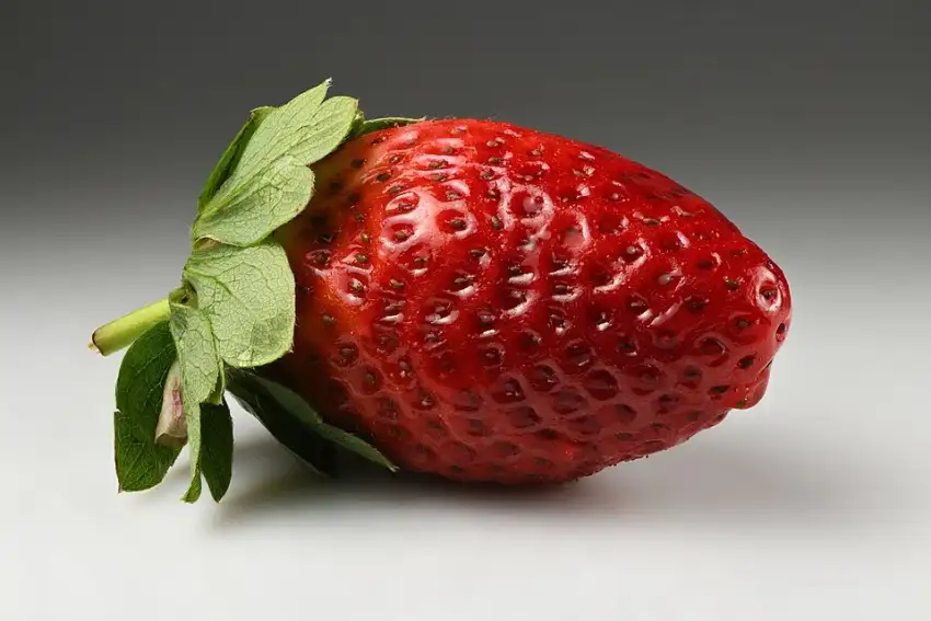 Ripe garden strawberry. Species shown, not this named cultivar.