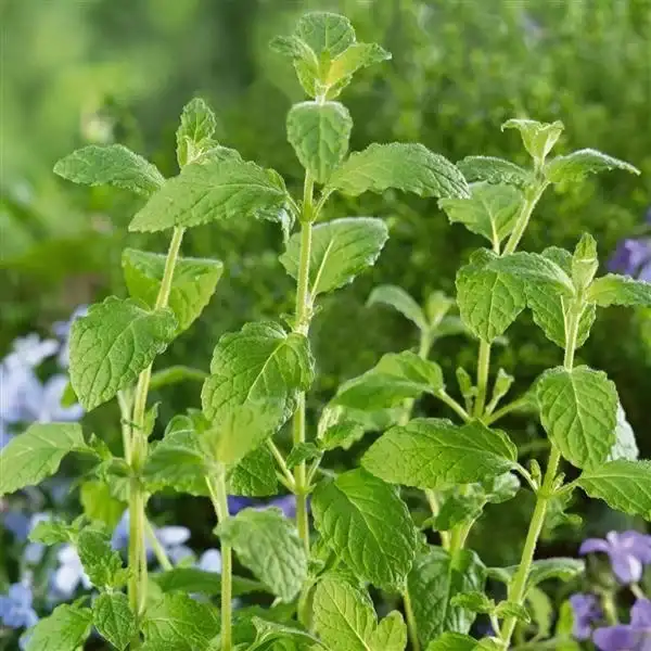 Mentha piperita Strawberry mint