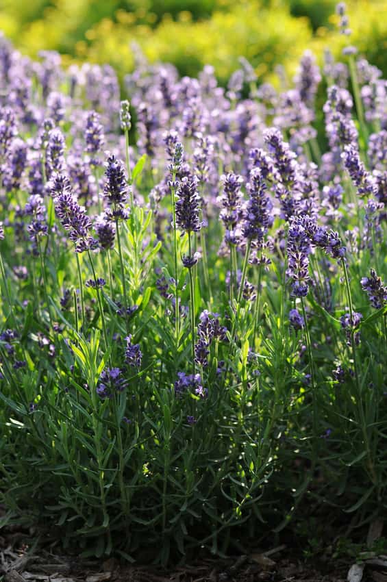 SuperBlue lavender flowering in a sunny garden.