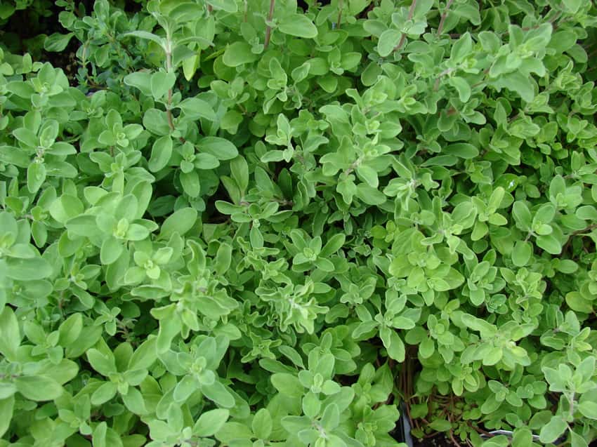Dense sweet marjoram foliage with small rounded gray-green leaves.