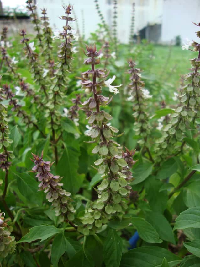 Thai basil with green leaves, purple flower stems and small pale flowers.