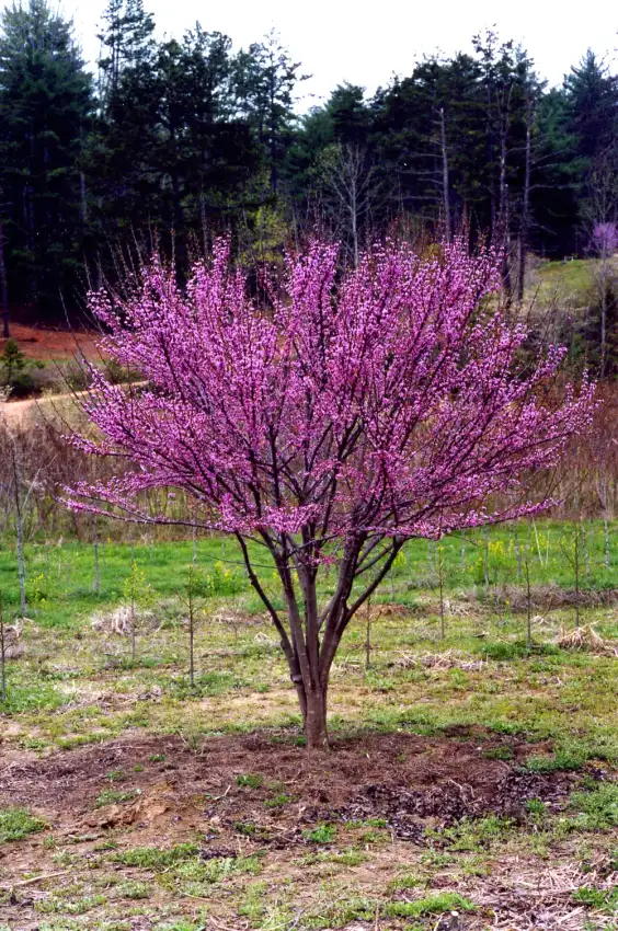 Ace of Hearts redbud with a rounded canopy covered in pink spring blossoms