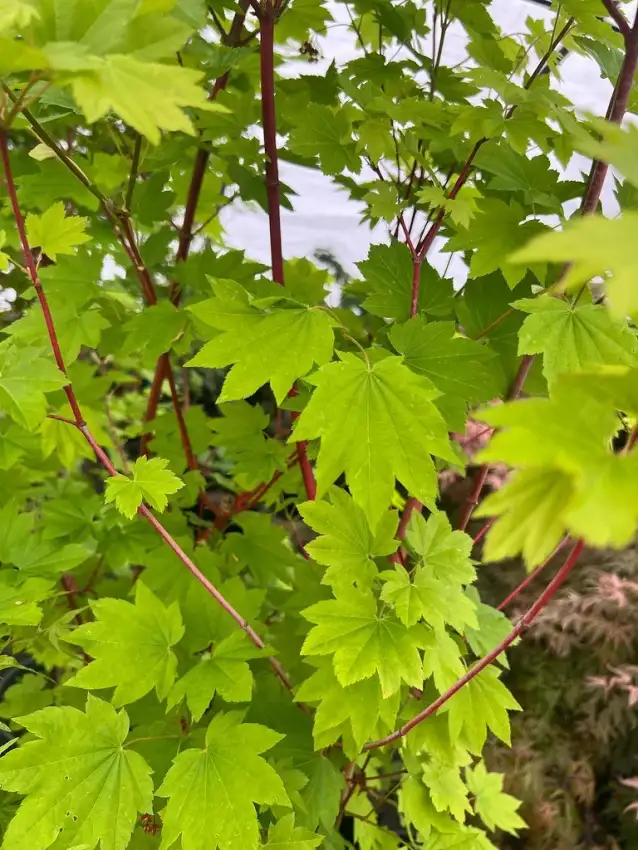 Pacific Fire vine maple, Acer circinatum 'Pacific Fire'