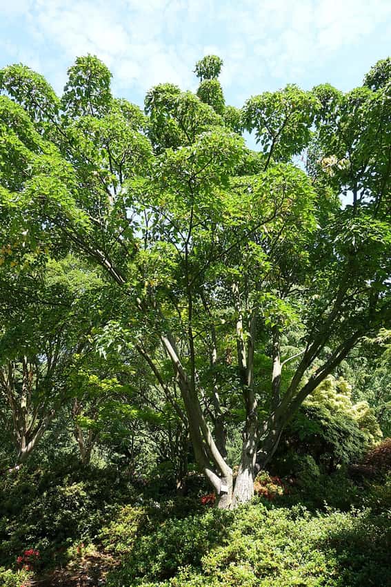 Multi-stem red snake-bark maple growing in a botanical garden.