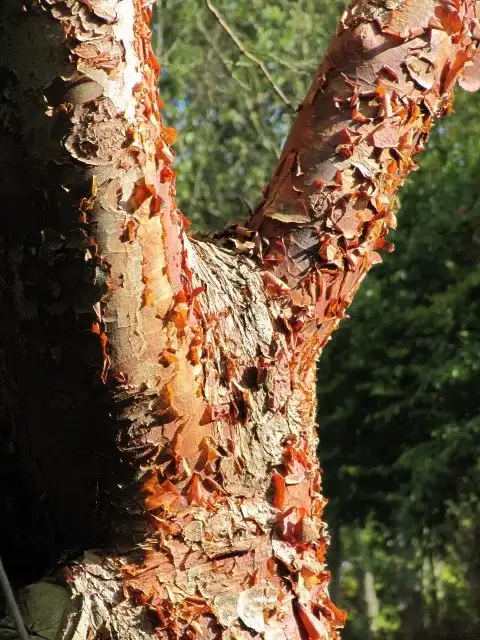 Peeling reddish bark of paperbark maple