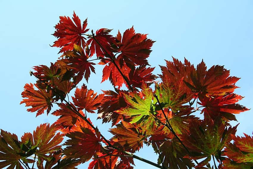 Fernleaf full moon maple with deeply divided red and orange autumn leaves.