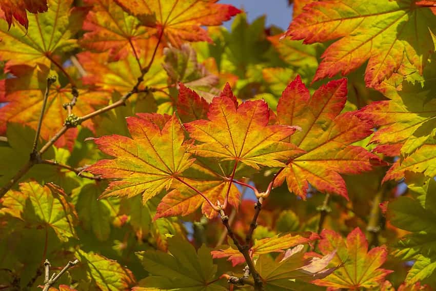 Grape-leaf full moon maple leaves turning yellow, orange and red in fall.