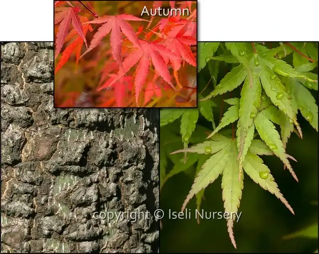 Arakawa Japanese maple, supplier photo montage of rough bark, green summer leaves and red autumn leaves