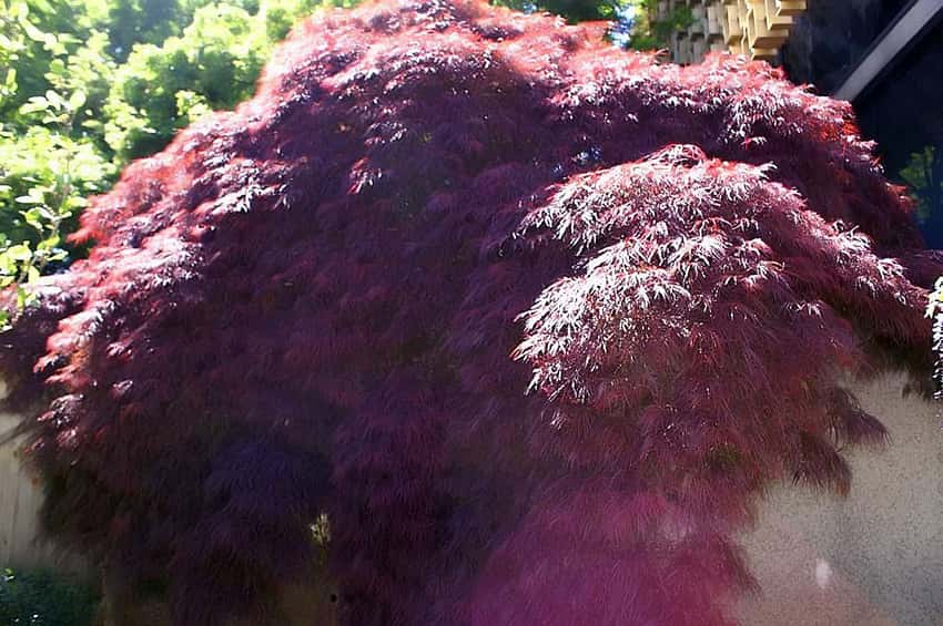 Mature Crimson Queen Japanese maple with cascading, finely cut purple-red foliage.