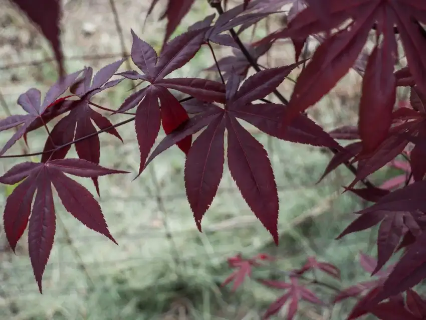 Emperor I Japanese maple, Acer palmatum 'Wolff'