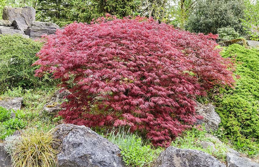 Mature Garnet Japanese maple with a broad, cascading crown of red laceleaf foliage.