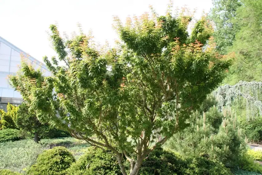 Goshiki kotohime Japanese maple showing its compact form and colorful new foliage