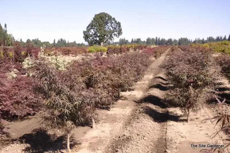 Nursery-grown Hubb’s Red Willow Japanese maples; not current Reminiscent stock.