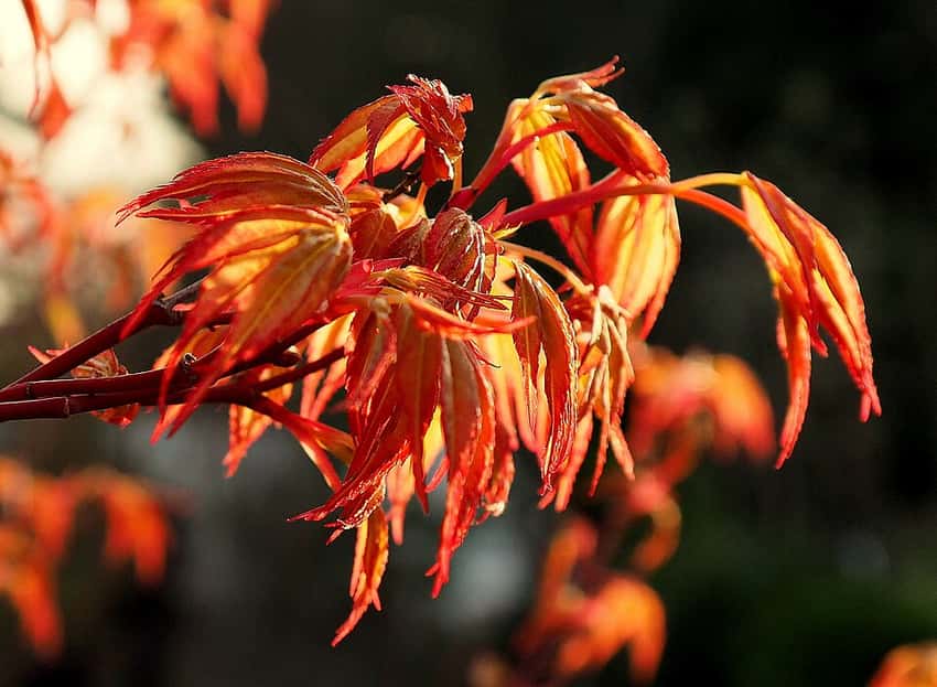 Orange-edged spring leaves of Katsura Japanese maple against a dark background.
