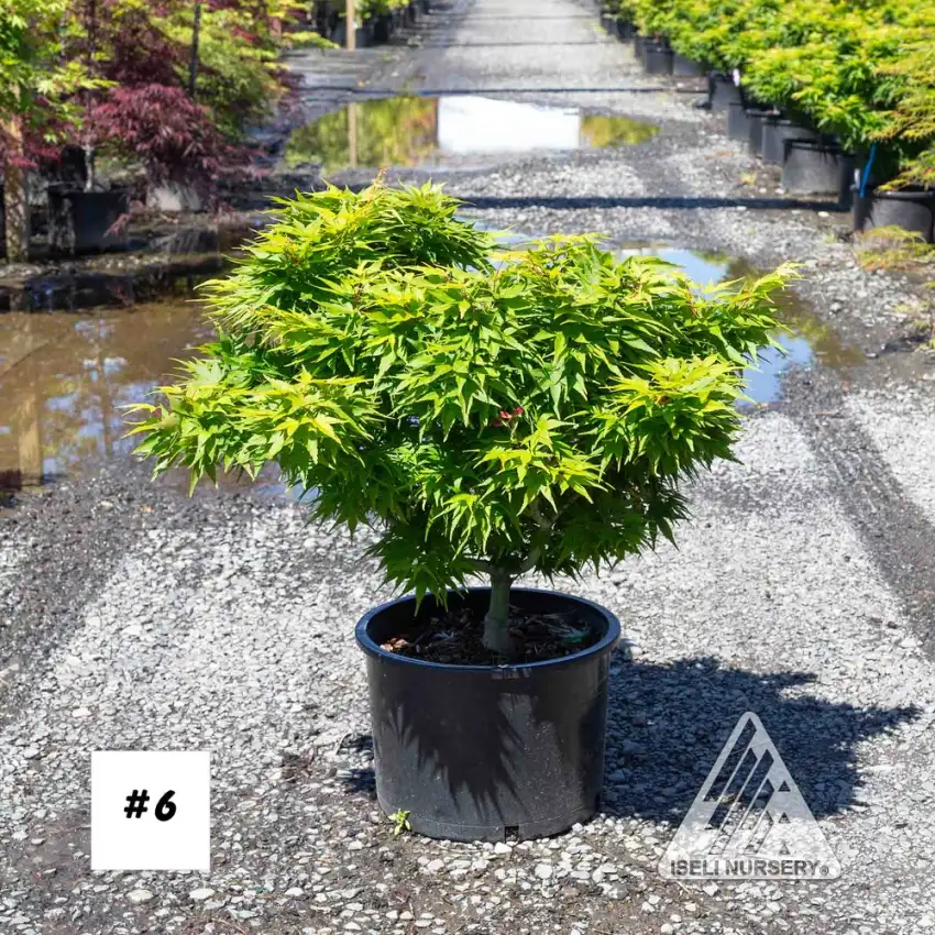 Mikawa yatsubusa Japanese maple, compact rounded plant with layered green foliage