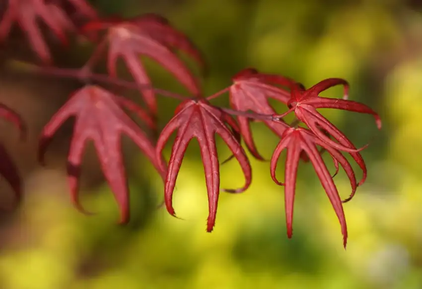 Deep red, curled leaf lobes on Peve Starfish Japanese maple