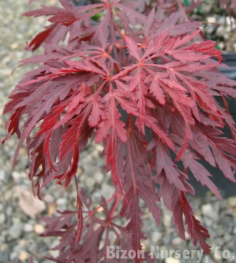 Red Dragon Japanese maple, Acer palmatum 'Red Dragon'
