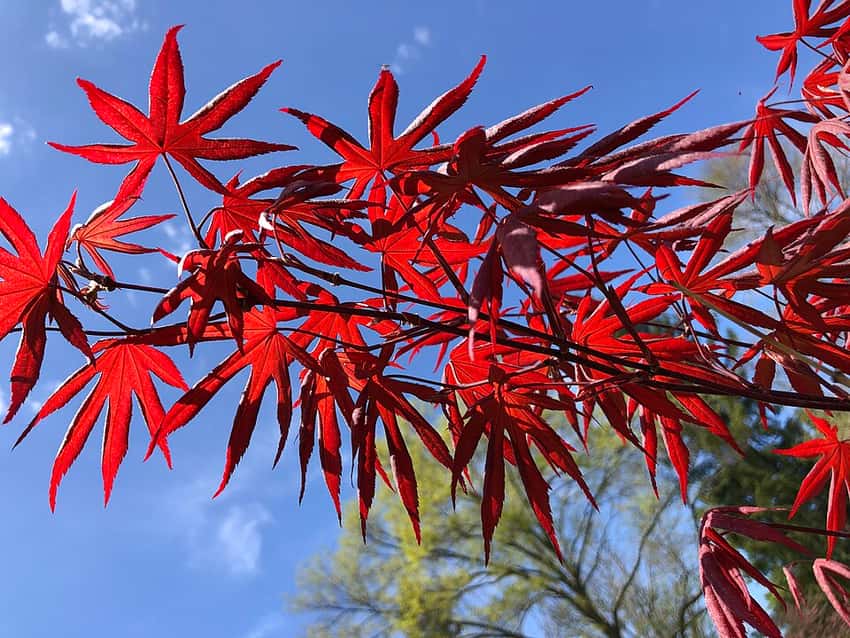 Red spring leaves of Emperor I, also sold as Red Emperor Japanese maple.
