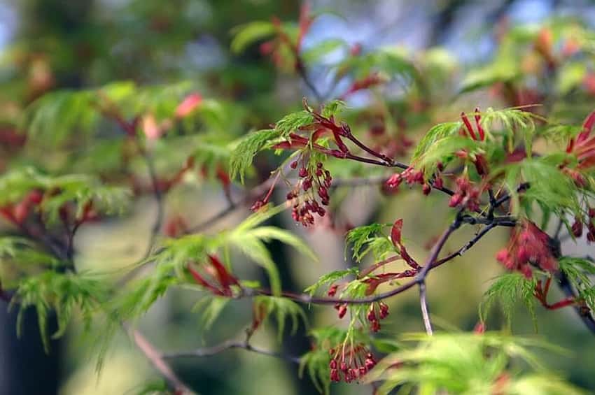 Seiryu Japanese maple spring branches with green laceleaf foliage and small reddish flowers.