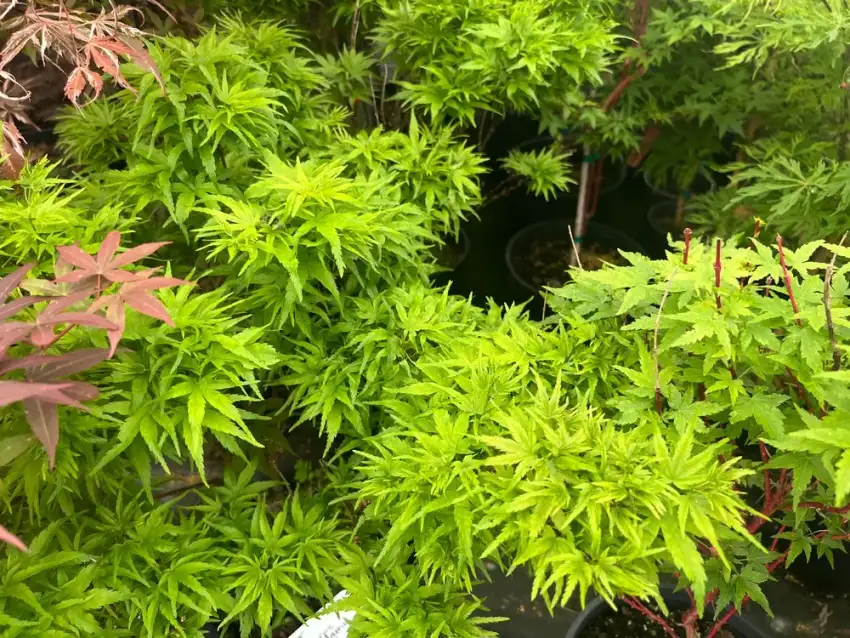 Sharp’s Pygmy Japanese maple foliage detail; neighboring nursery plants are visible at the edges.