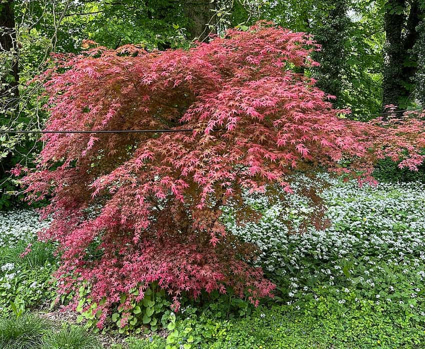 Shin-deshōjō Japanese maple with a broad crown of vivid pink-red spring leaves.