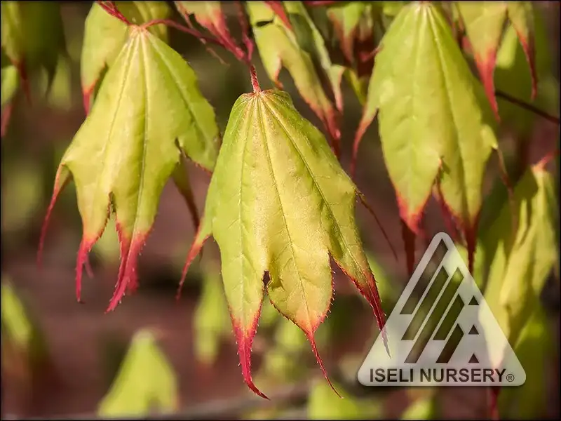 Tsuma gaki Japanese maple, pale spring leaves with red tips