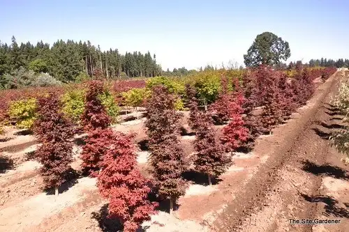 Twombly's Red Sentinel Japanese maple, Acer palmatum 'Twombly's Red Sentinel'