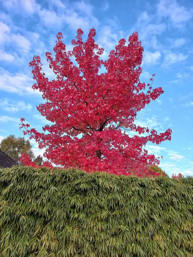 Red maple in full autumn color. Species shown, not the Redpointe cultivar.