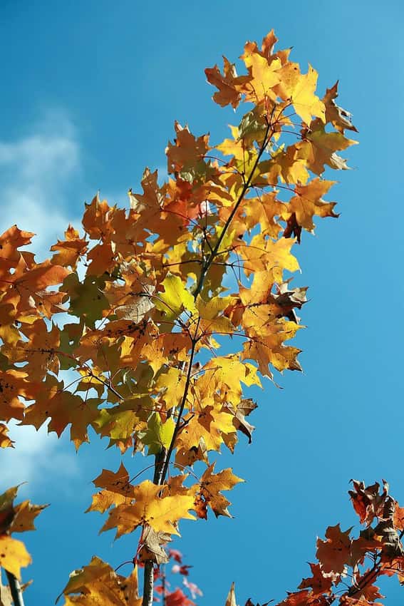 Yellow-orange autumn foliage of Autumn Blaze Freeman maple against a blue sky.