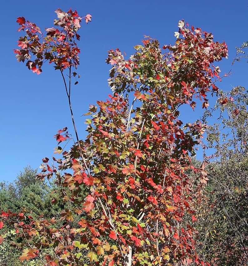 Young October Glory red maple showing red and orange autumn leaves against a blue sky.