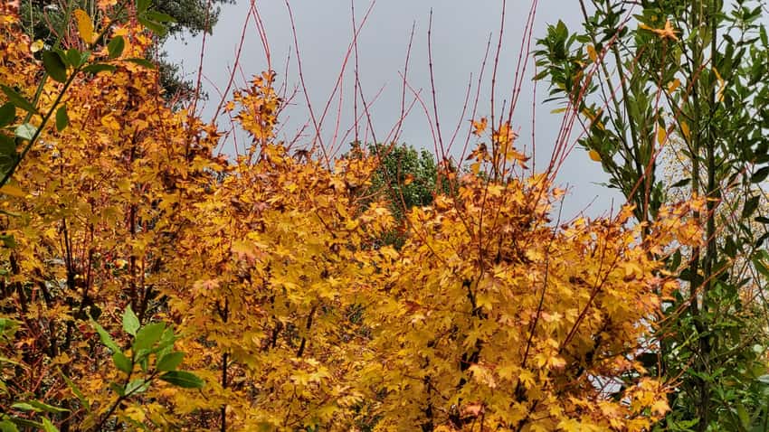 Golden fall foliage and fine coral-red stems of Sango-kaku Japanese maple.