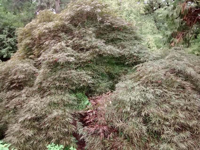 Mature Tamukeyama Japanese maple showing its low, layered, laceleaf habit.