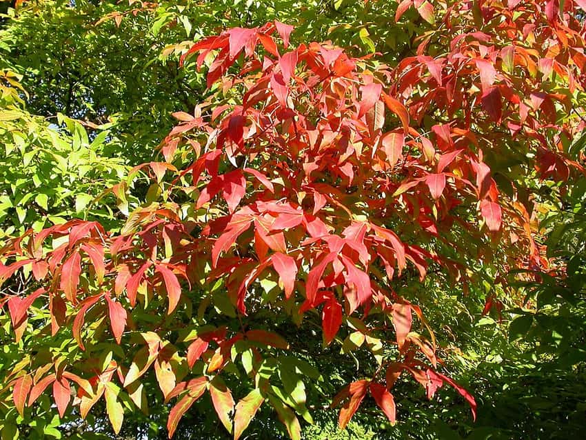 Three-flowered maple branches with vivid red and orange fall leaves.