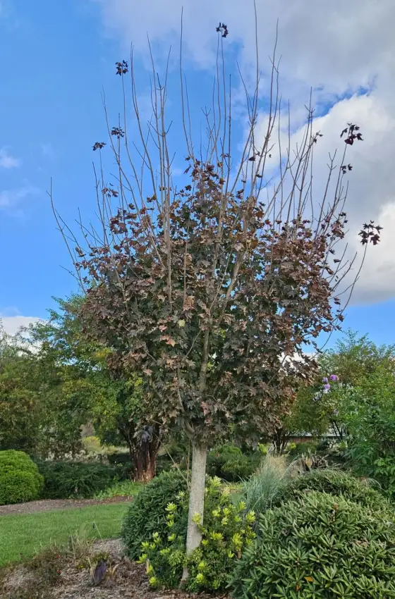Crimson Sunset maple in late autumn, with an upright canopy and sparse remaining purple-brown leaves