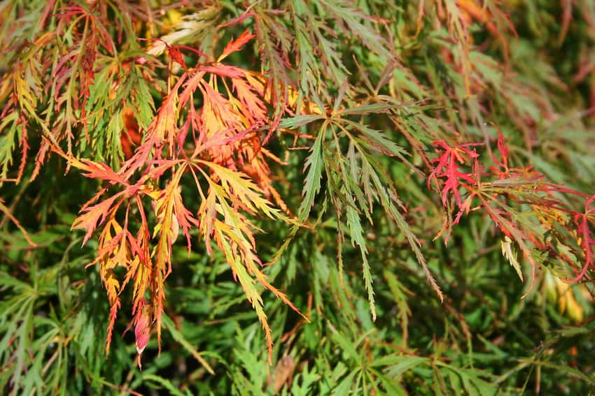 Fine dissected leaves of Waterfall Japanese maple turning orange and red in autumn.