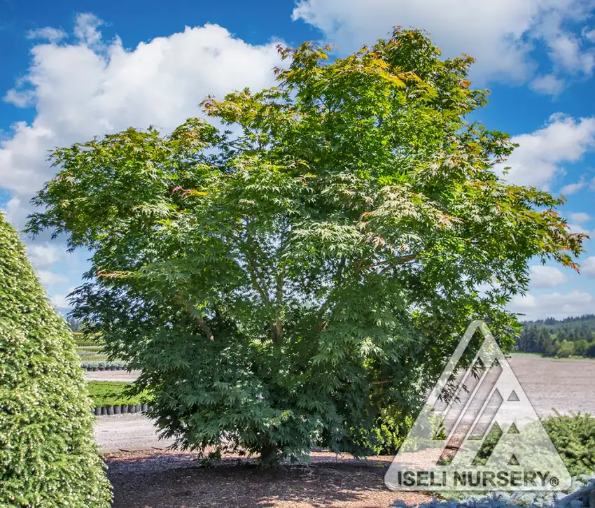 Arctic Jade® hybrid maple, broad green summer canopy in a landscaped garden