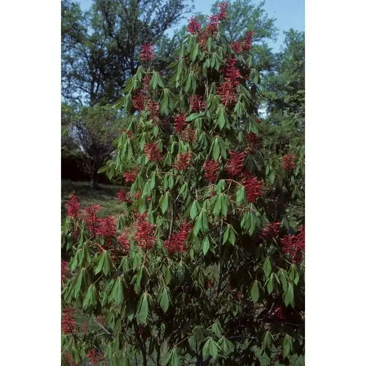 Form in bloom